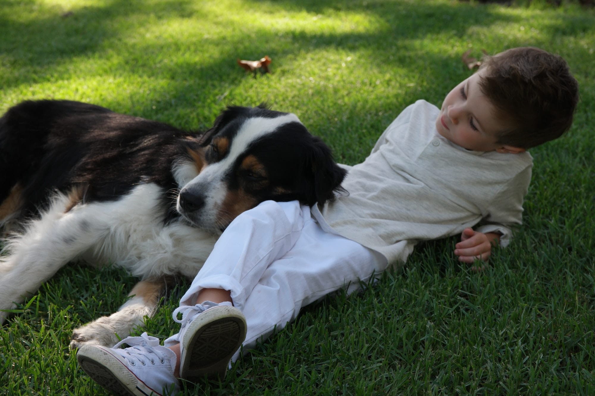 Independence Pet Hospital