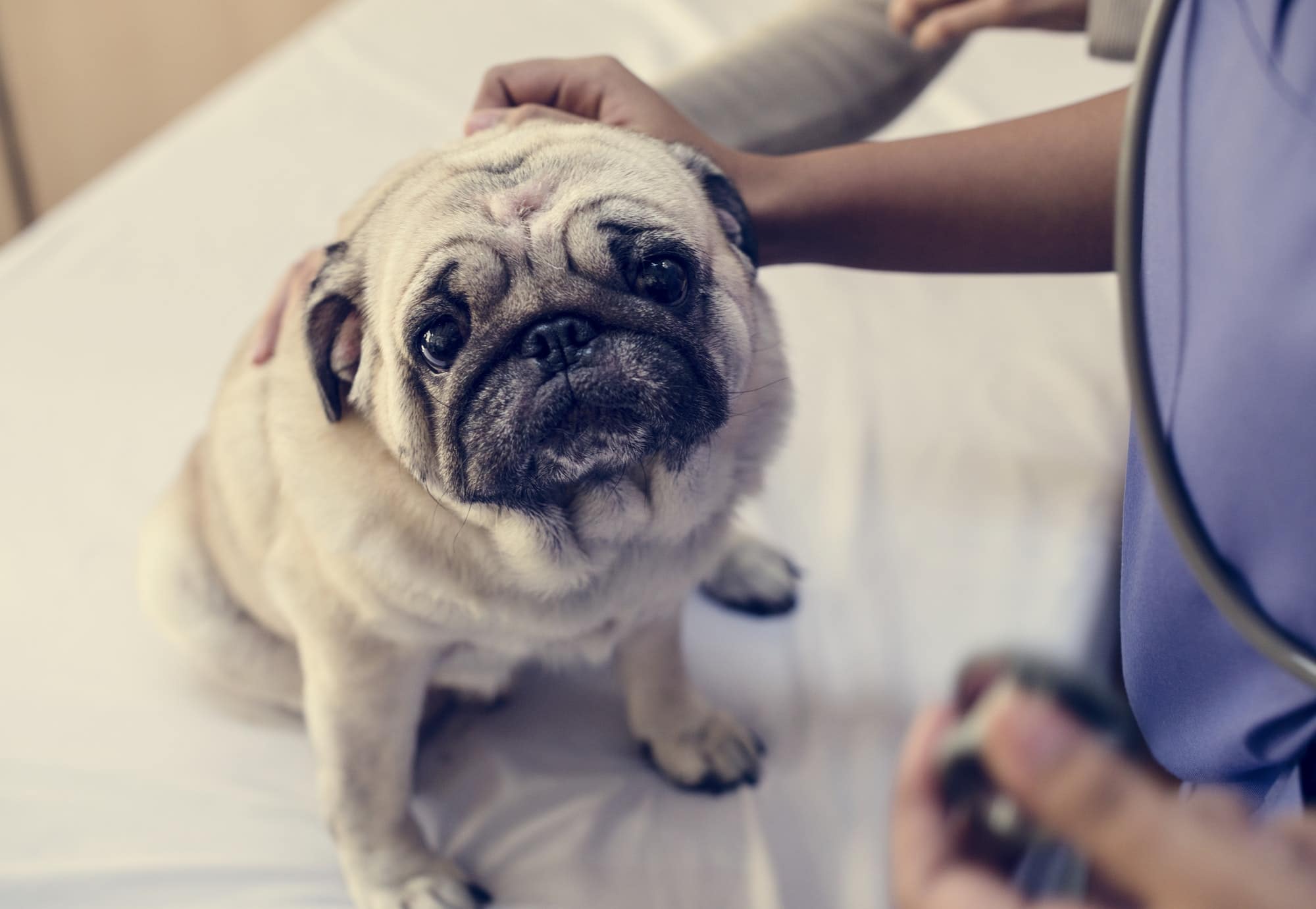 How to Combat Pet Obesity: A New Year’s Resolution 1 Pet Obesity pug in a veterinary hospital