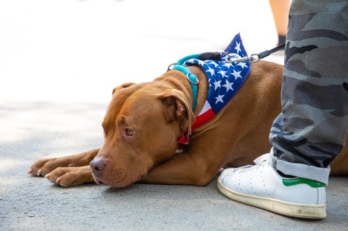 dog laying HBT544E
