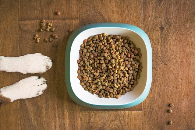 pet's obesity