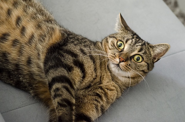 cat 2886062 640