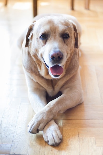 dog 792124 640