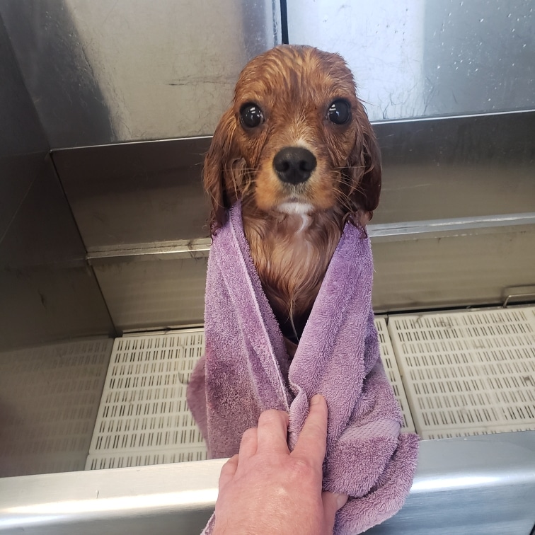 Pet Grooming Center Monroe Ohio